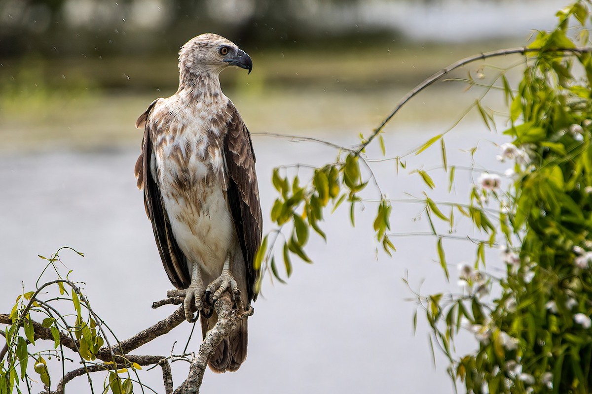 Gray-headed Fish-Eagle - ML613759190