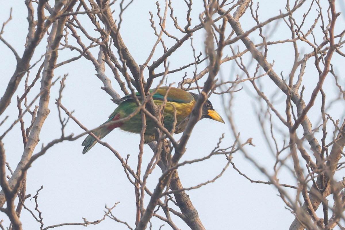 Great Barbet - ML613759209