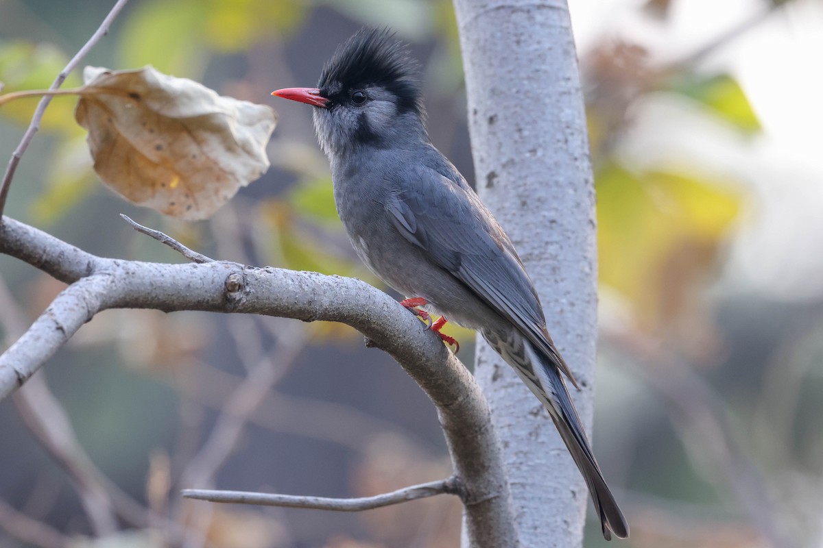 Black Bulbul - ML613759225