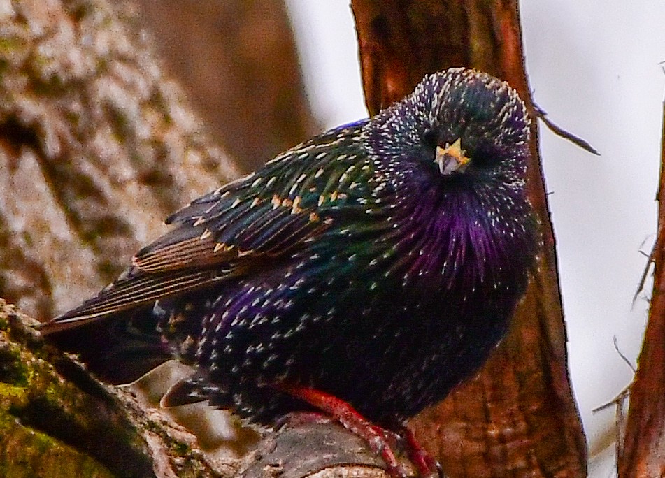 European Starling - ML613759269