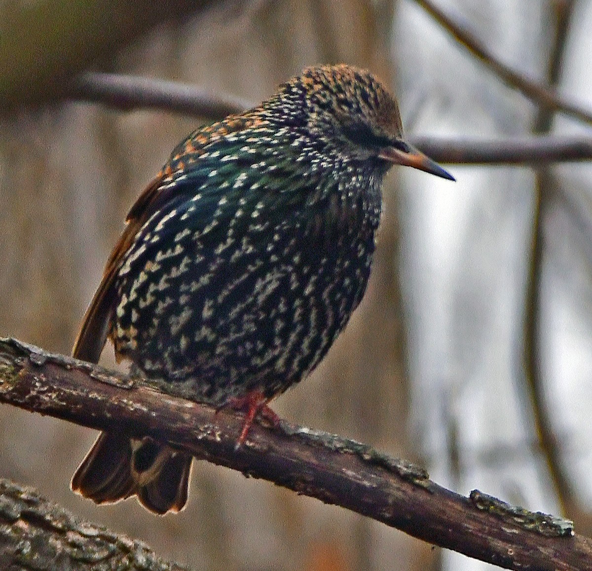 European Starling - Connie Galey