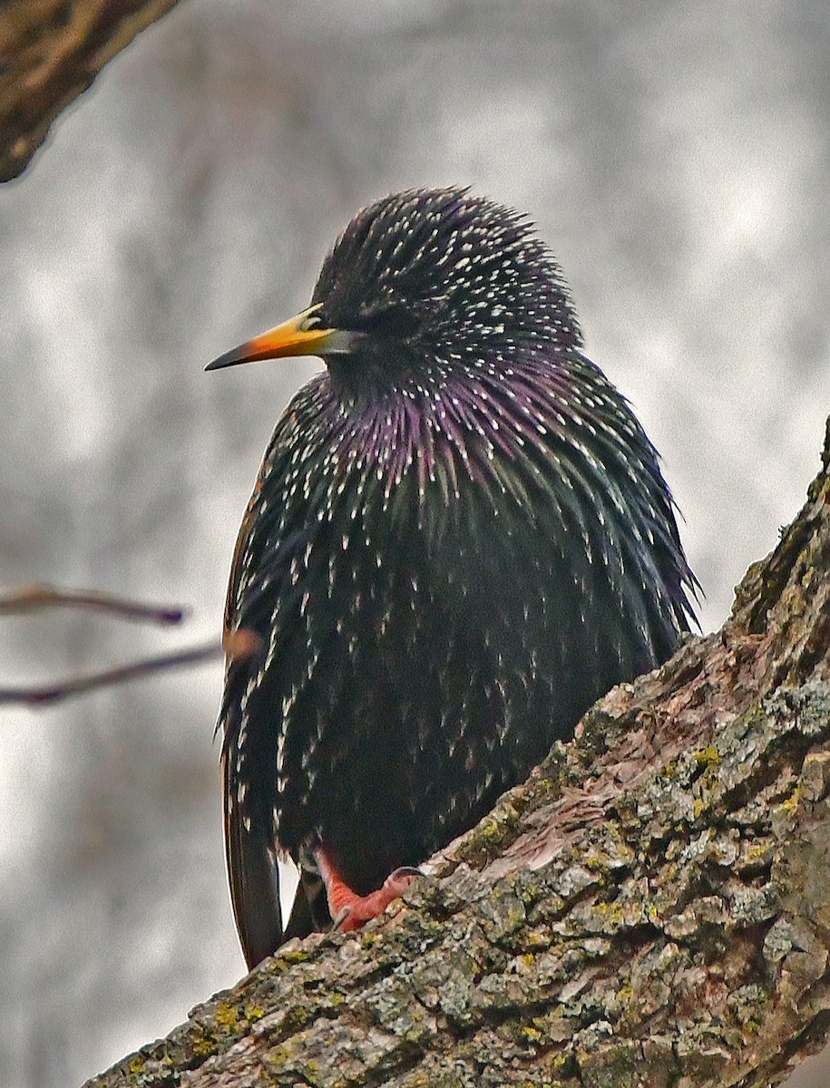 European Starling - ML613759271