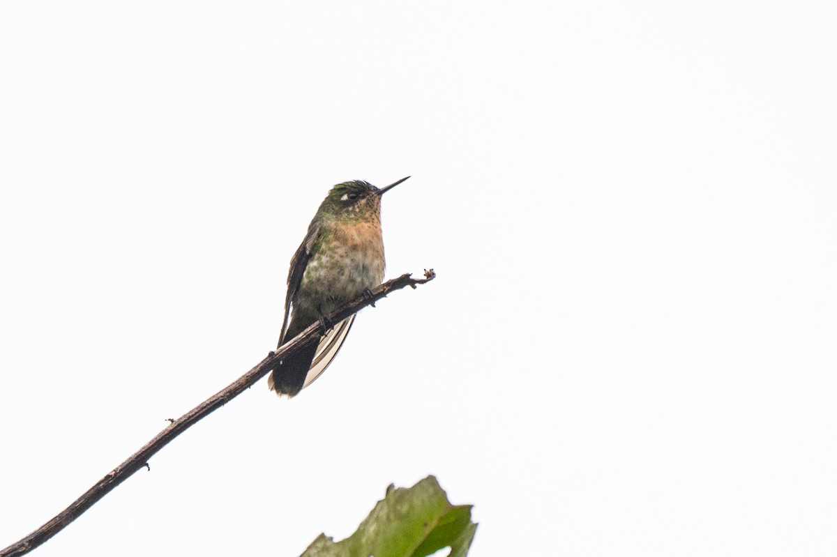 kolibřík dřišťálový - ML613759308