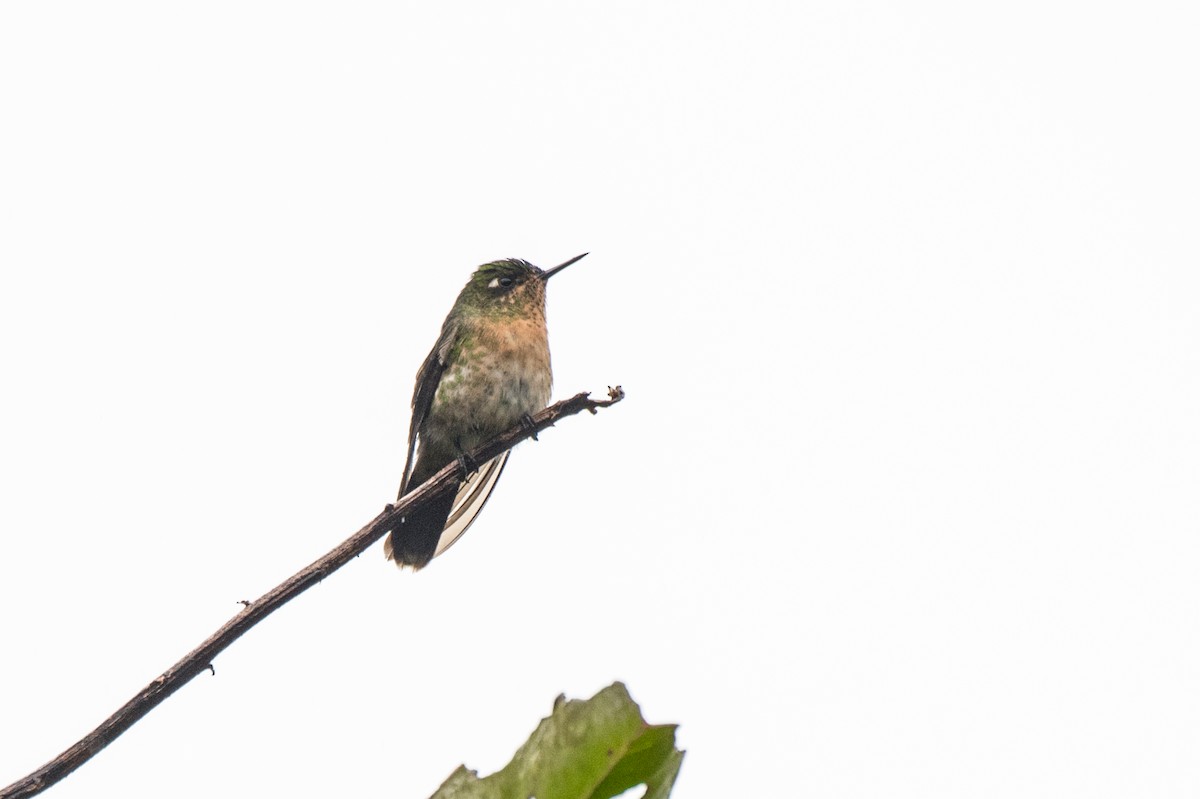 Tyrian Metaltail - Emily Turteltaub Nelson