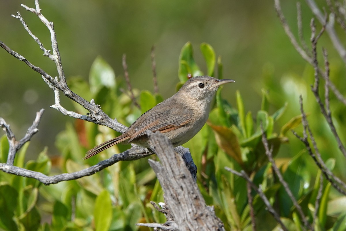 Socorro Wren - ML613759336