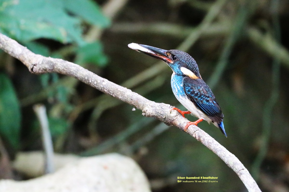 Malaysian Blue-banded Kingfisher - Argrit Boonsanguan
