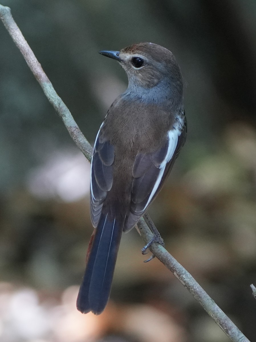 Madagascar Magpie-Robin - Roman Suffner