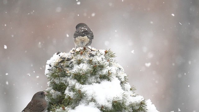 Junco ardoisé (hyemalis/carolinensis) - ML613759787