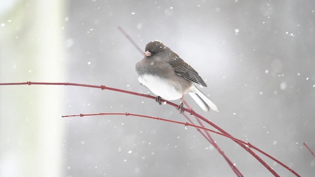 Junco ardoisé (hyemalis/carolinensis) - ML613759795