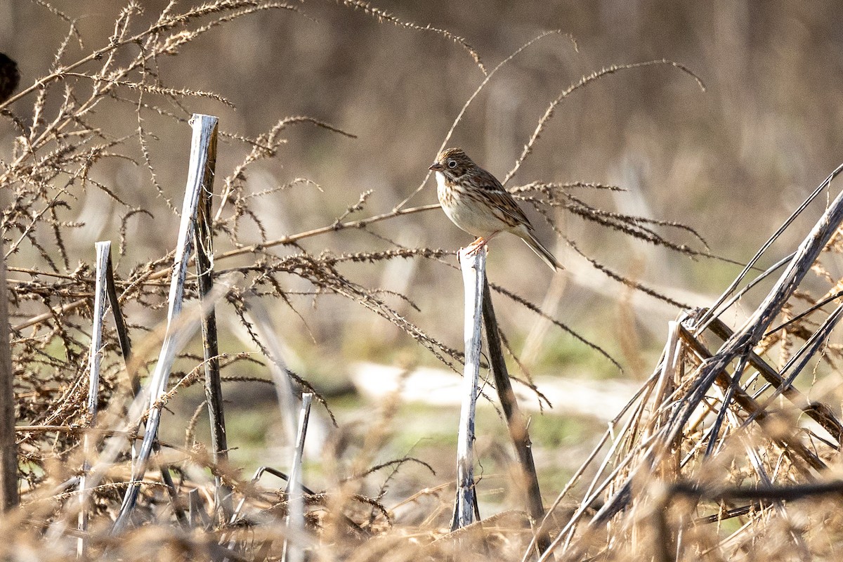 Vesper Sparrow - ML613759820