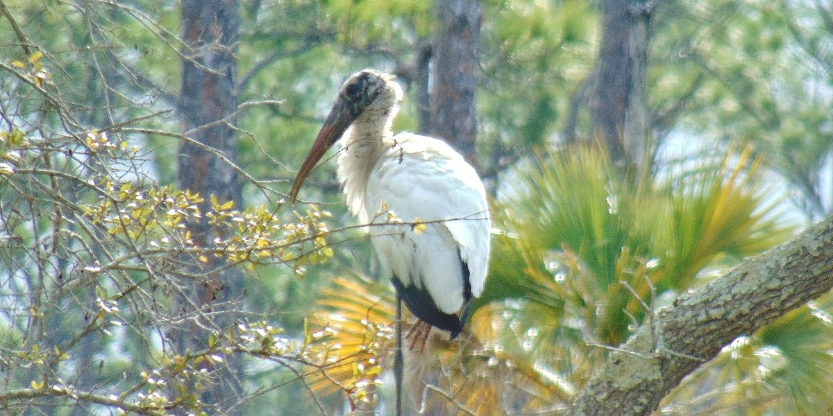 Wood Stork - ML613759864