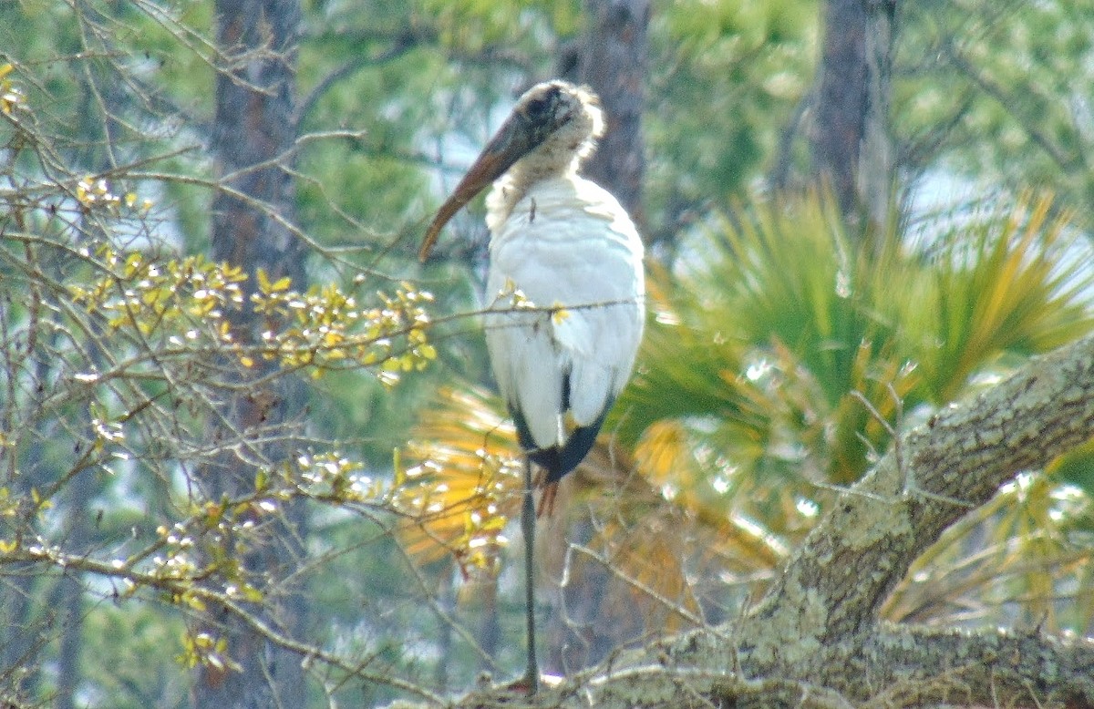 Американский клювач - ML613759865