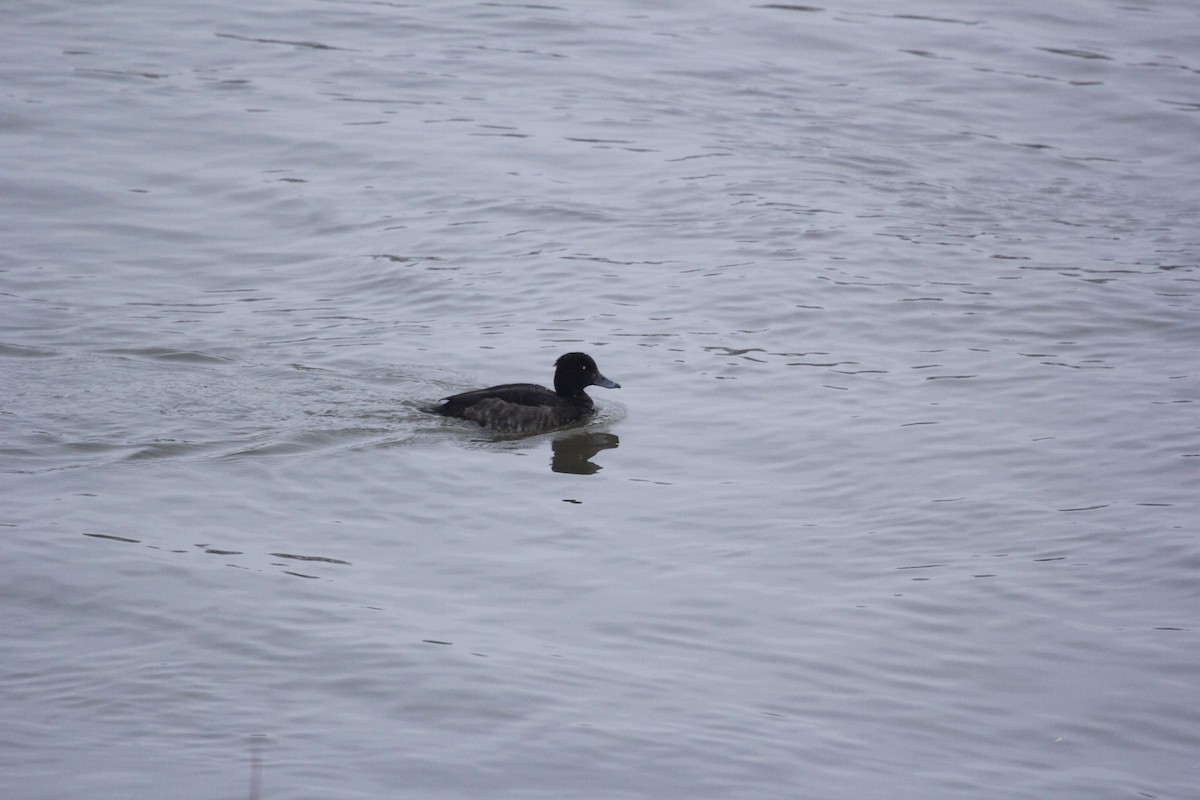 Tufted Duck - ML613759870