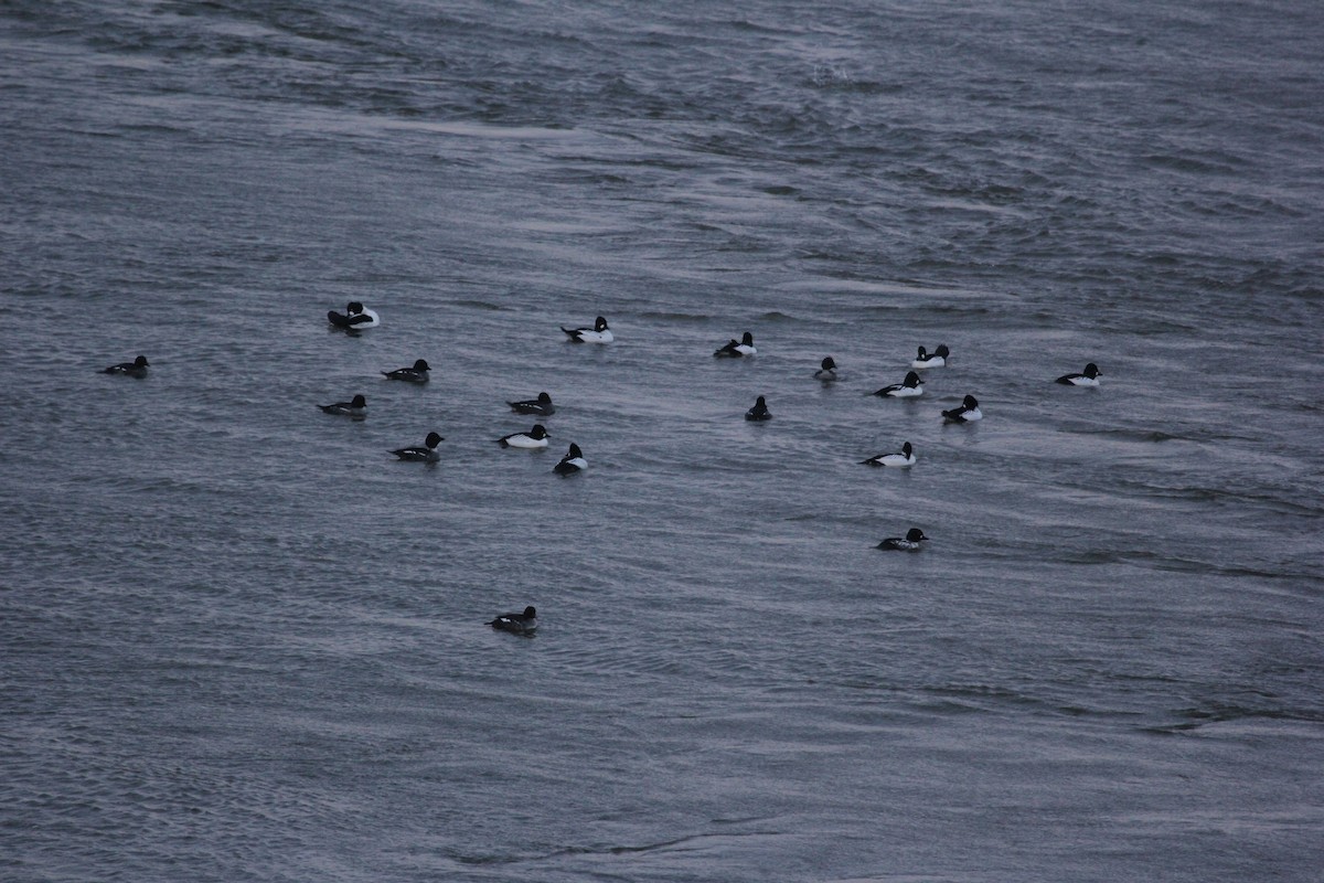 Common Goldeneye - ML613759879