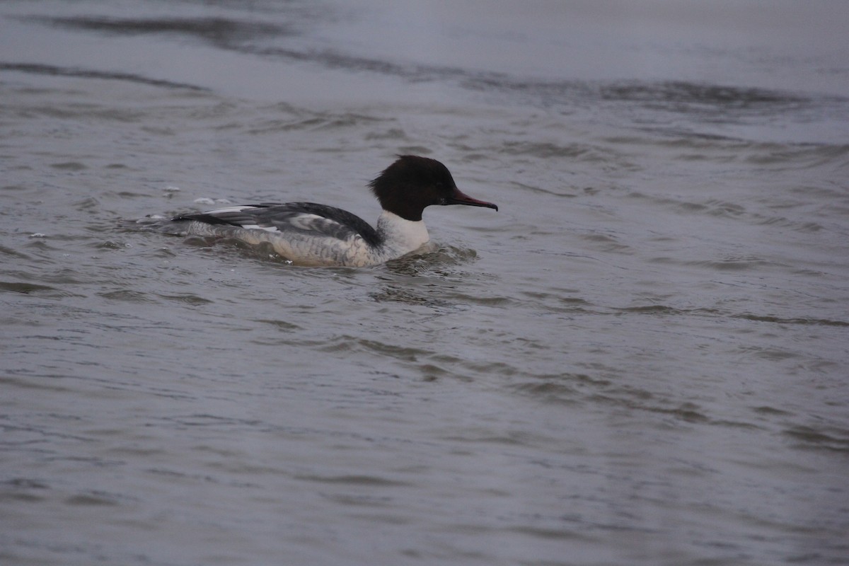 Common Merganser - ML613759887