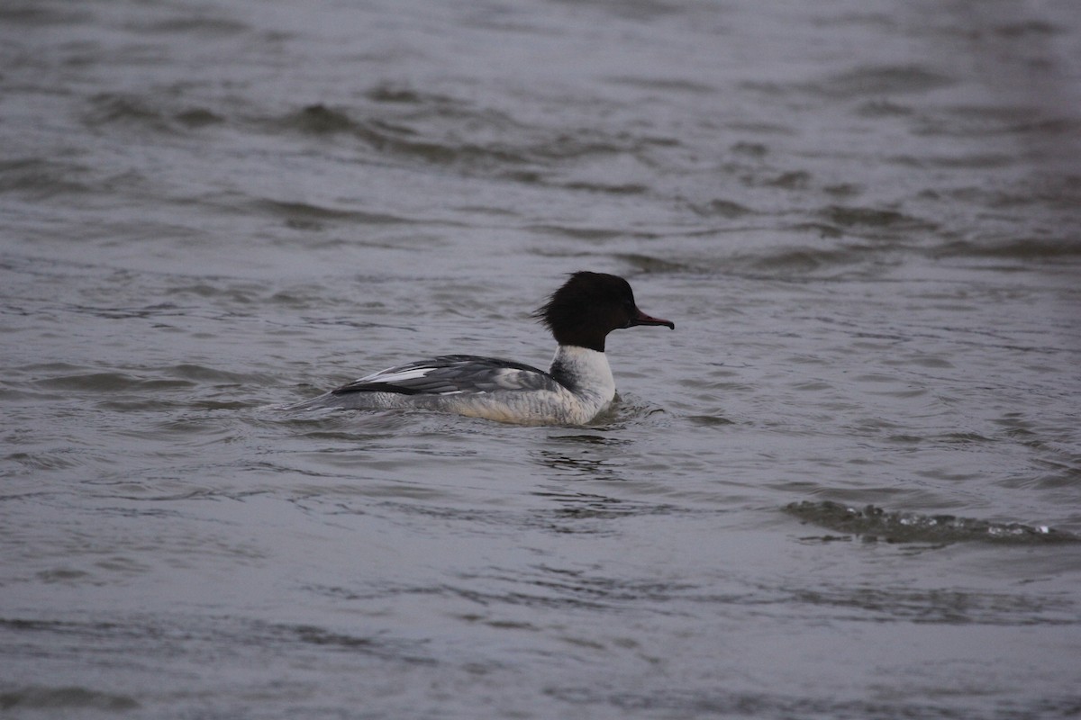 Common Merganser - ML613759888
