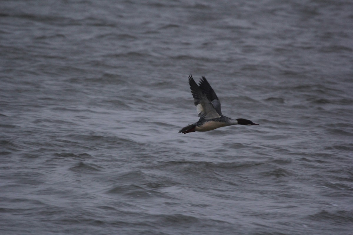 Common Merganser - ML613759890