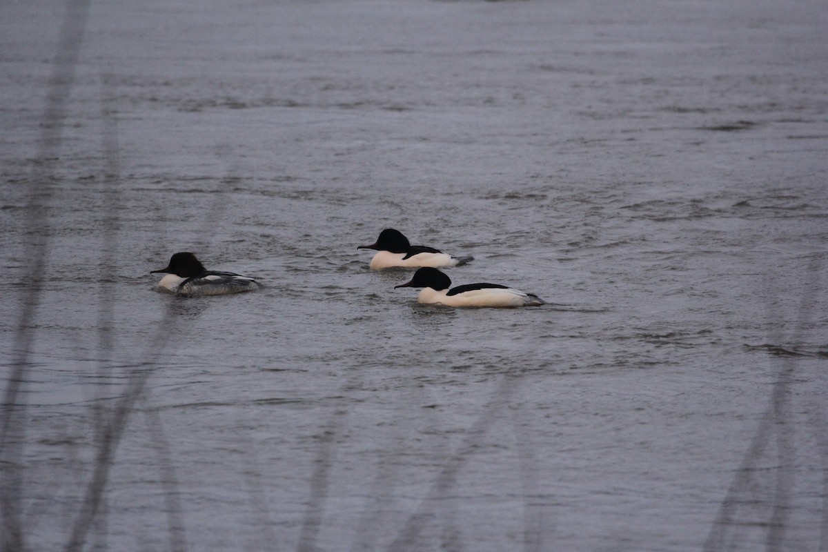Common Merganser - ML613759891