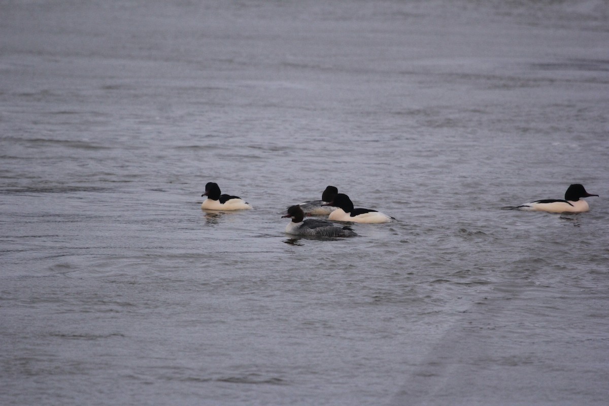 Common Merganser - ML613759892