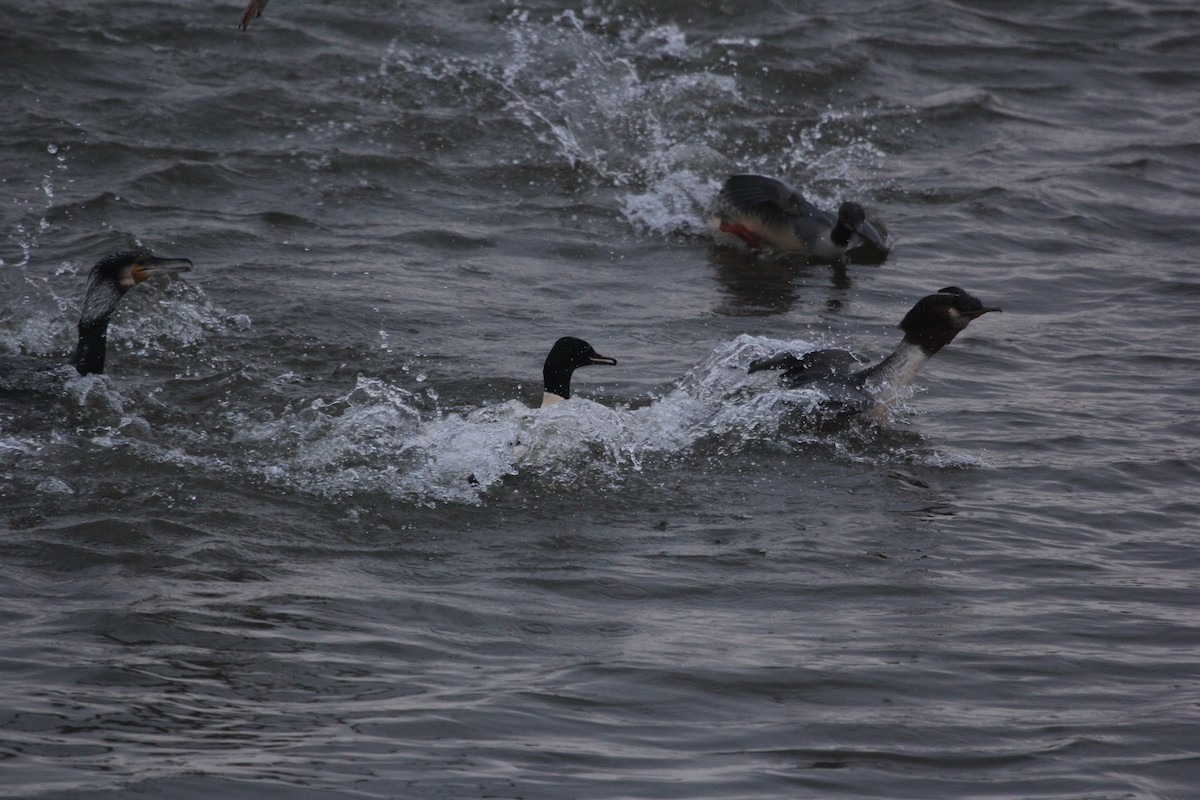 Common Merganser - ML613759893