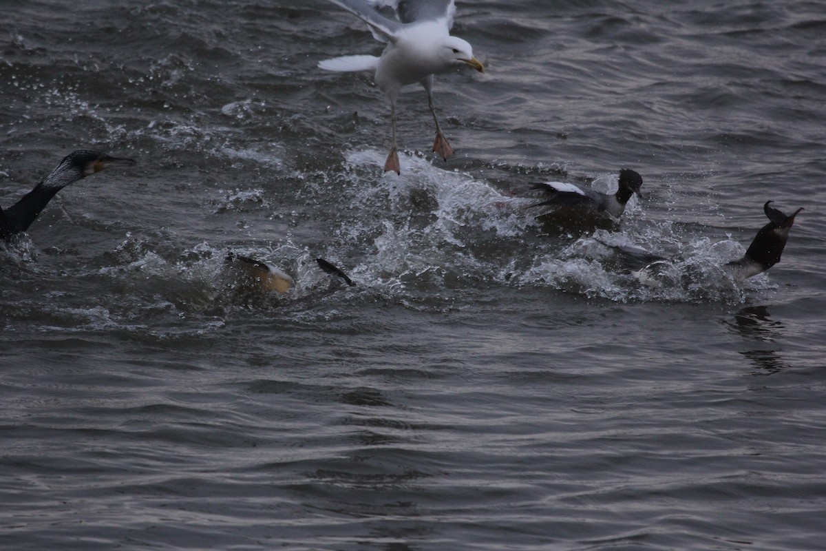 Common Merganser - ML613759894