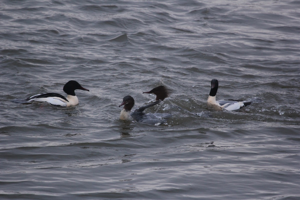 Common Merganser - ML613759895
