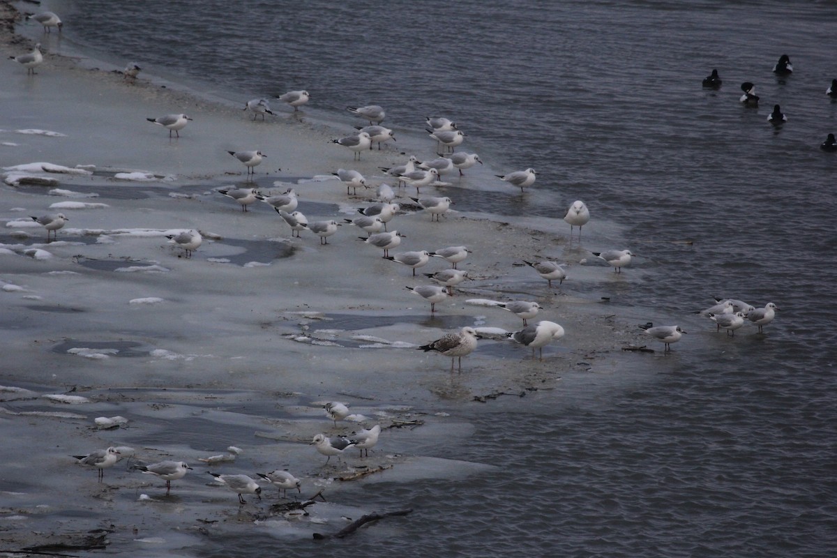 Black-headed Gull - ML613759901