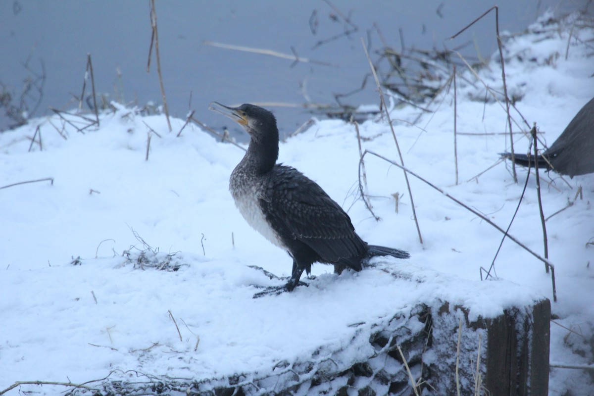 Great Cormorant - ML613759906