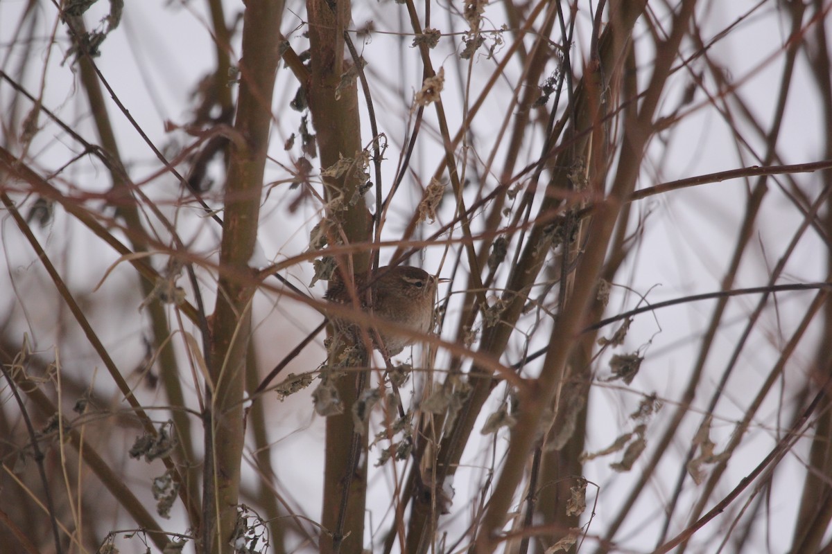 Eurasian Wren - ML613759907