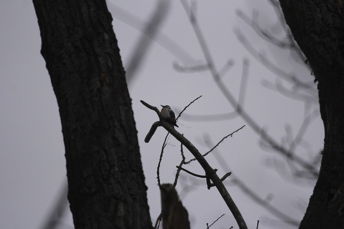 Syrian Woodpecker - ML613759934