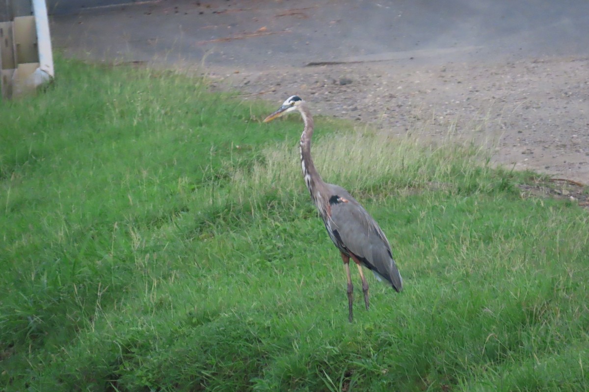 Great Blue Heron - ML613759945