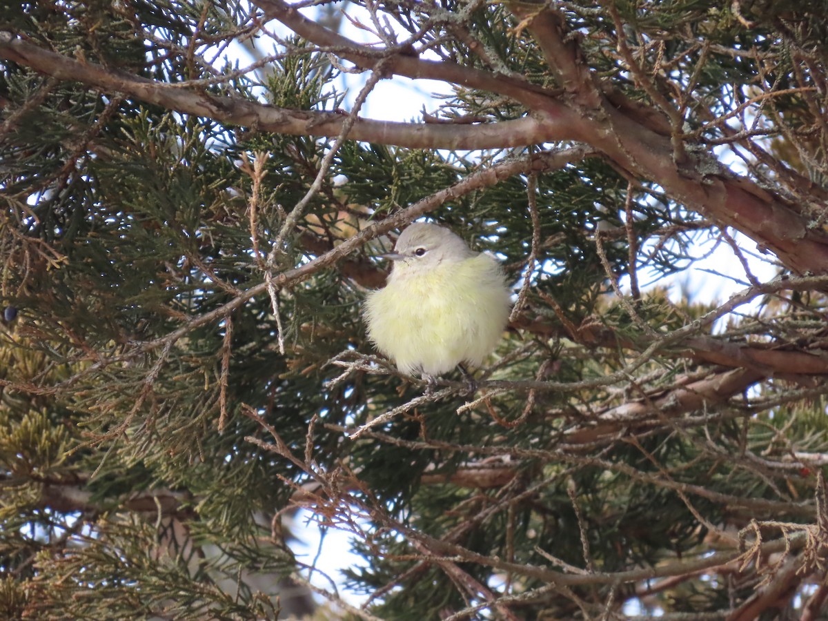 Orange-crowned Warbler - ML613759957