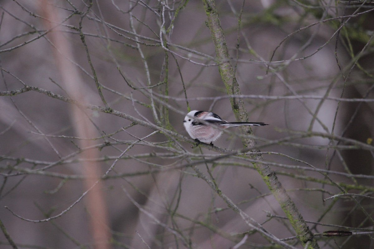 Long-tailed Tit - ML613759972