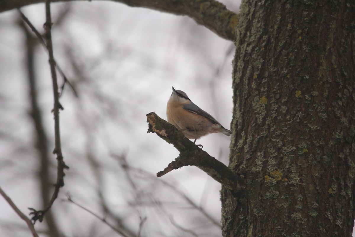 Eurasian Nuthatch - ML613759983