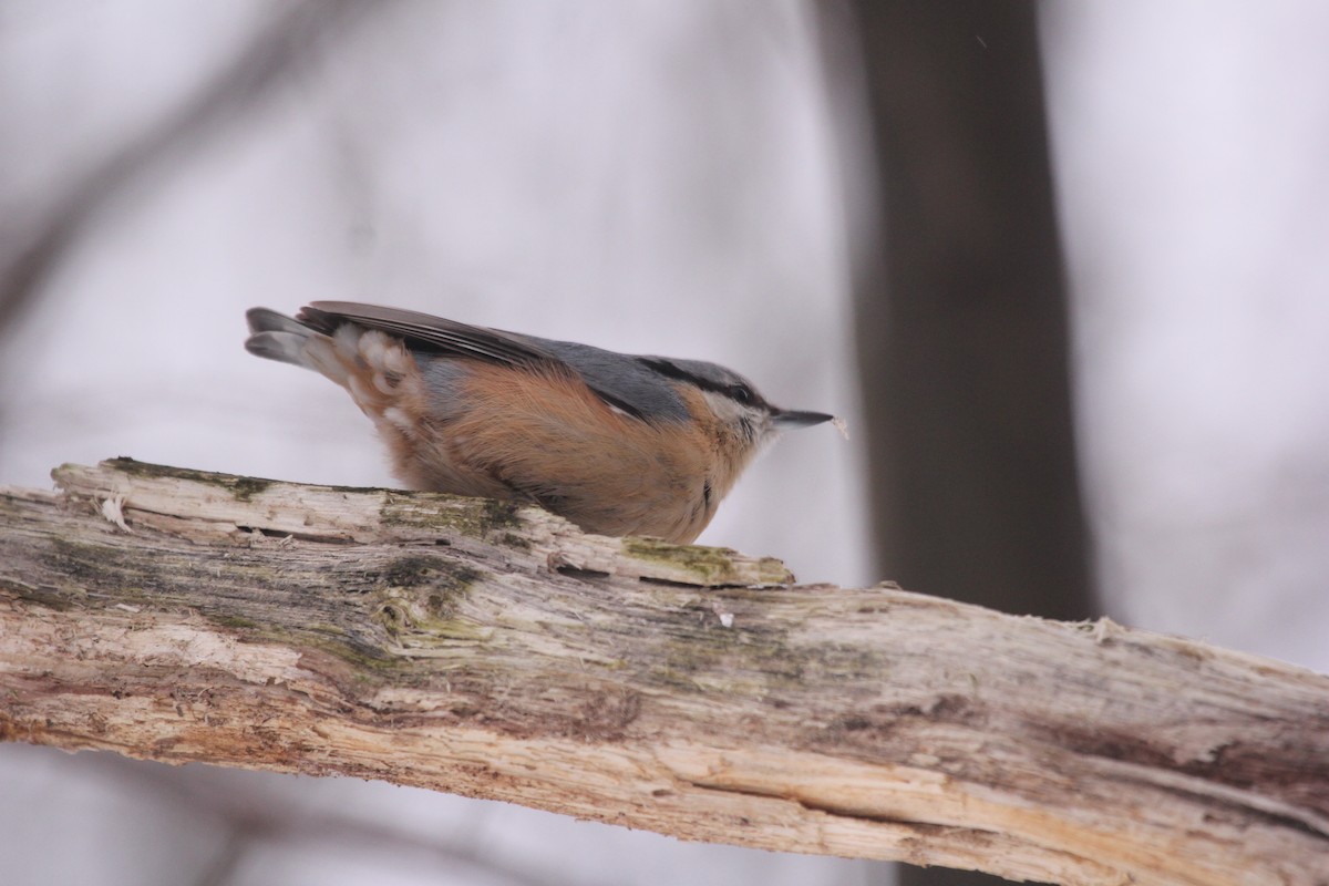 Eurasian Nuthatch - ML613759984
