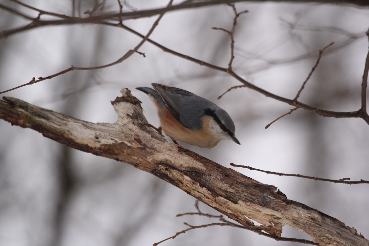 Eurasian Nuthatch - ML613759985