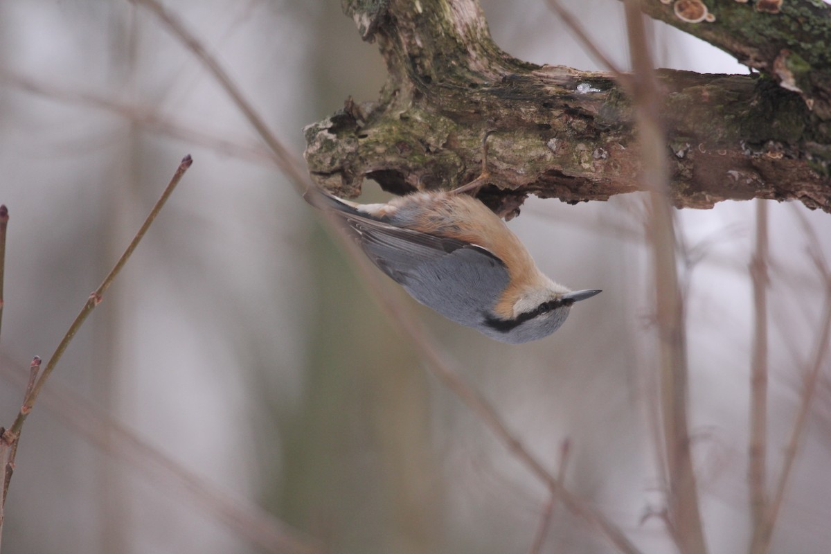 Eurasian Nuthatch - ML613759986