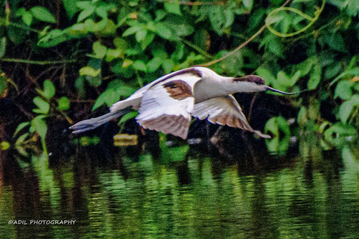 Pied Avocet - ML613759992