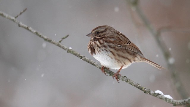 Song Sparrow - ML613760043