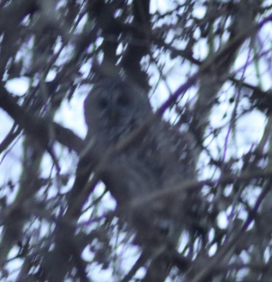 Barred Owl - Danielle Wertheim