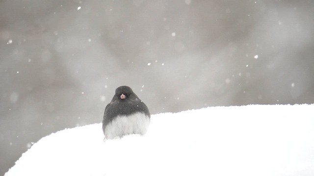 Junco ardoisé (hyemalis/carolinensis) - ML613760205