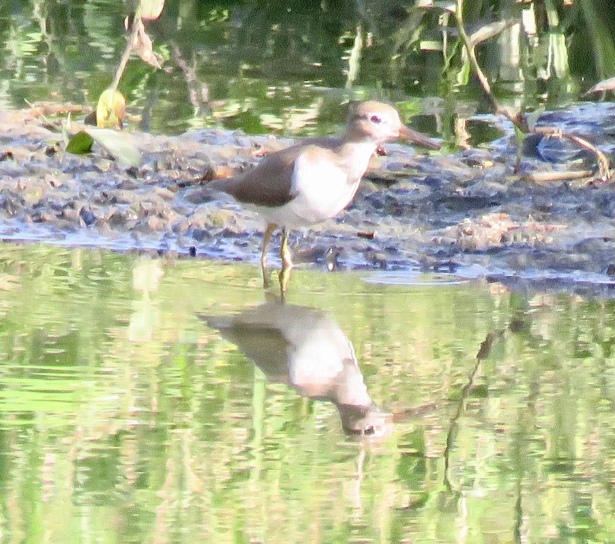 Spotted Sandpiper - ML613760247