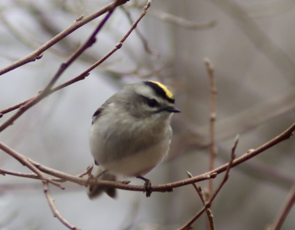 Golden-crowned Kinglet - Danielle Wertheim