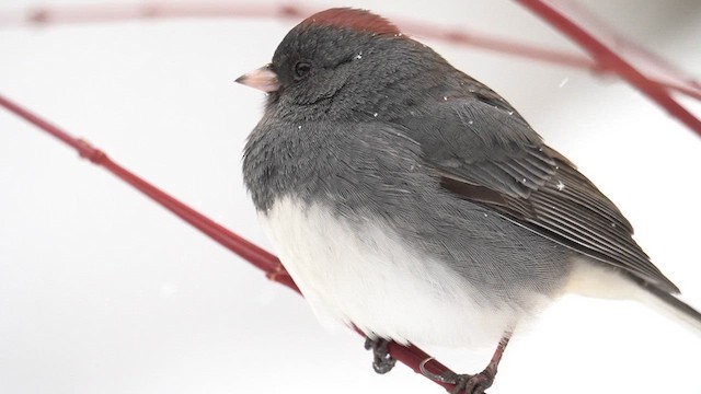 Junco ardoisé (hyemalis/carolinensis) - ML613760258