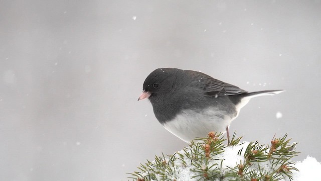 Junco ardoisé (hyemalis/carolinensis) - ML613760259