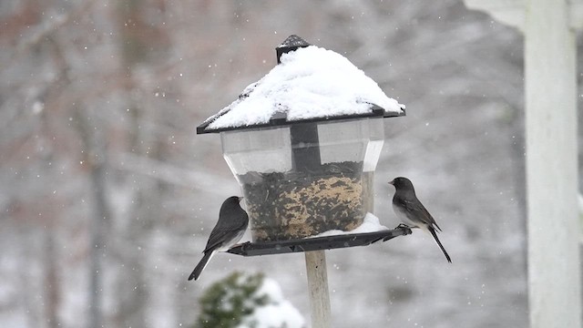 Dark-eyed Junco (Slate-colored) - ML613760264