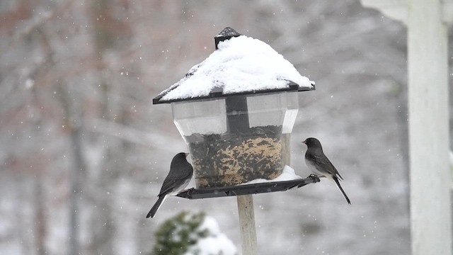 Junco ardoisé (hyemalis/carolinensis) - ML613760264