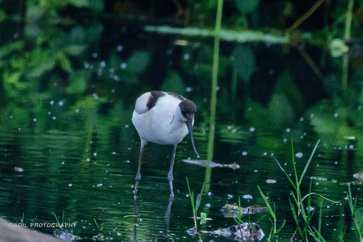 Pied Avocet - ML613760269