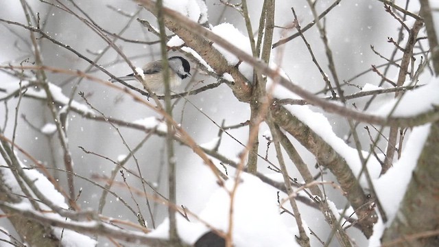 Carolina Chickadee - ML613760477