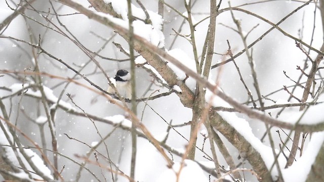 Carolina Chickadee - ML613760480